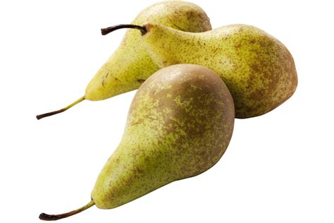 peren .